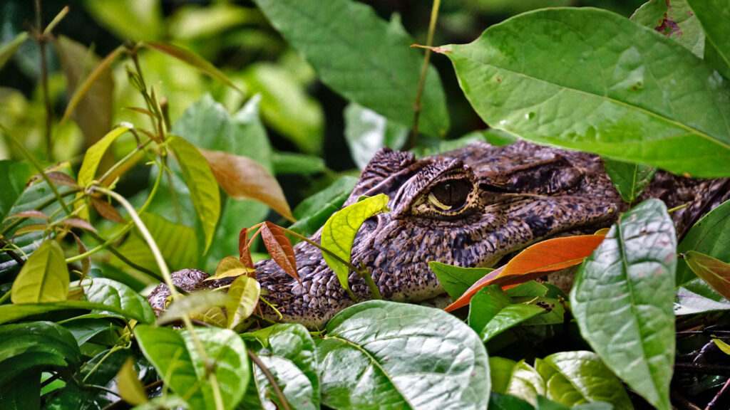 Kopf eines Kaimans im Gebüsch, Tortuguero Nationalpark