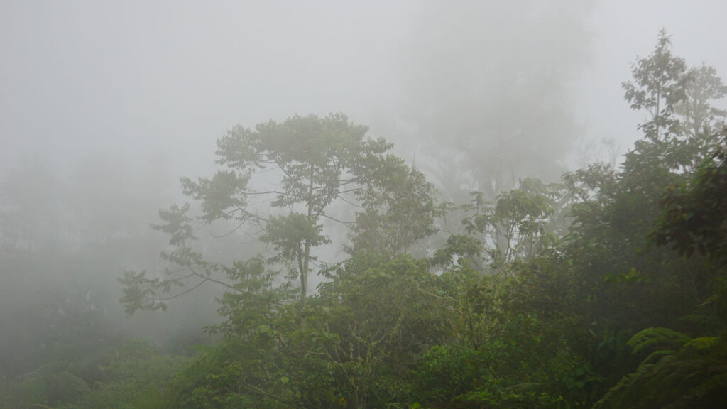 Dschungel im dichten Nebel am Cerro de la Muerte in Costa Rica