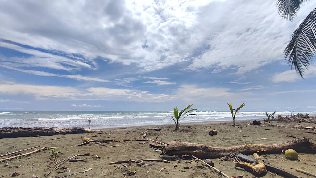 Sandstrand mit kleinen Kokospalmen, Playa Matapalo in Costa Rica, Pazifikküste