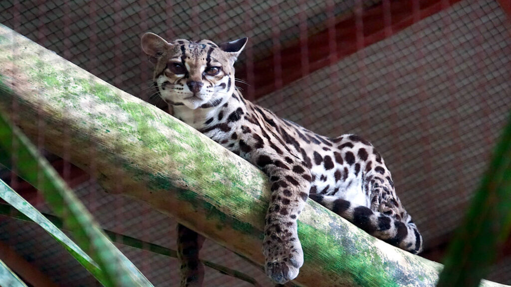 Ozelot im Jaguar Rescue Center in Puerto Viejo, Costa Rica