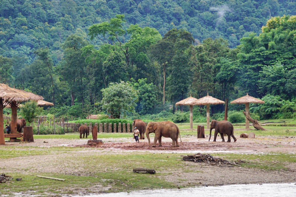 Mahouts ohne Elefantenhaken zwischen den Elefanten im Elephant Nature Park (ENP) in Chiang Mai, Thailand