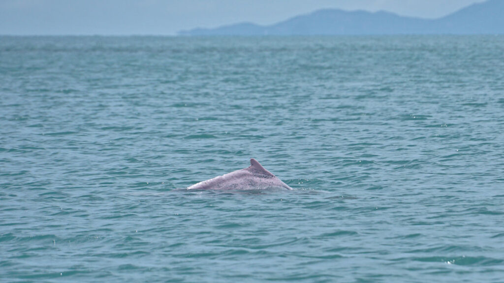 roserfarbener Delphin, ein Chinesischer Weißer Delphin (Sousa chinensis) im Mu Ko Ang Thong Nationalpark, Ko Phaluai, Thailand