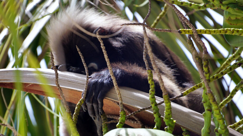 schlafender Südlicher Brillenlangure (Trachypithecus obscurus) auf einer Palme im Mu Ko Ang Thong Nationalpark, Thailand