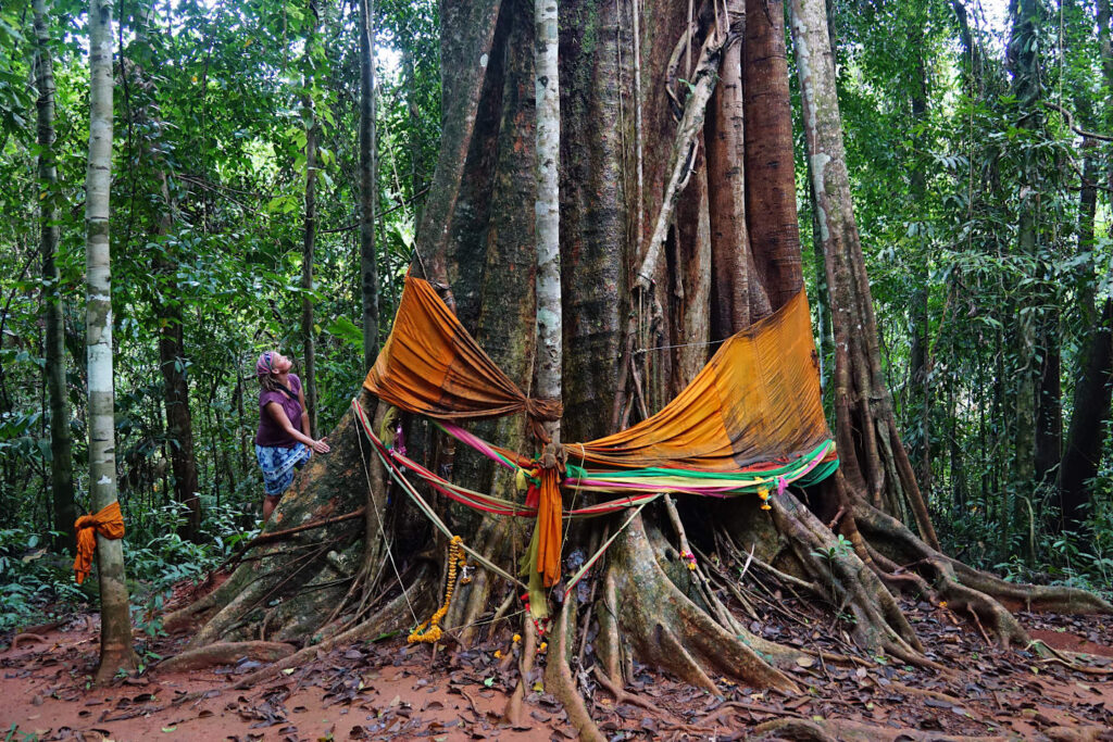 der riesiger Stamm des Makka Tree wird von den Einheimischen mit orangen Tüchern und Girlanden geschmückt, Ko Kood, Thailand