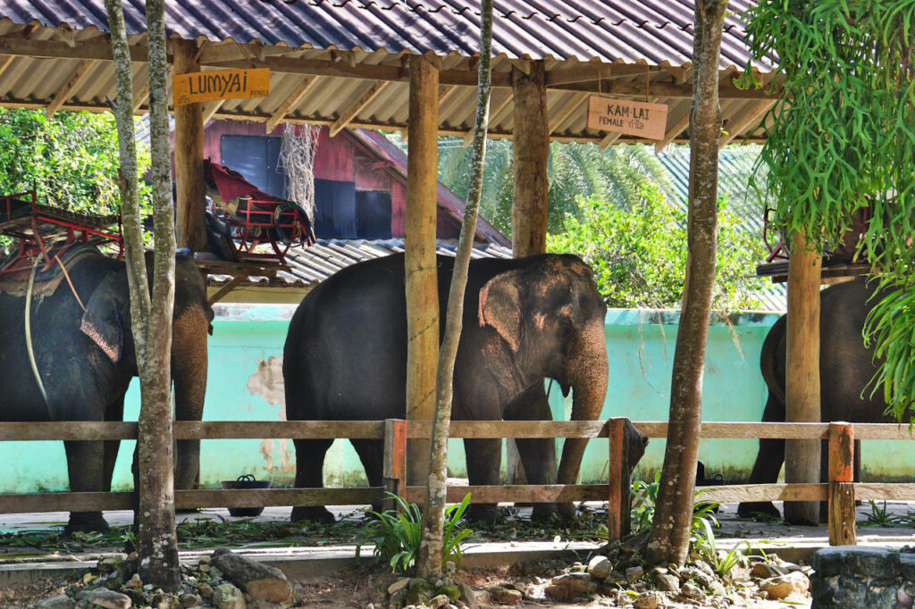 leidende Elefanten in einem Reitcamp auf der Insel Ko Chang, Thailand