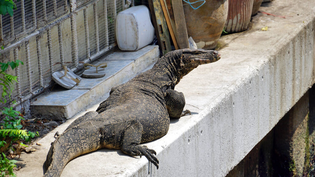 Riesenechse, Waran, Bindenwaran (Varanus salvator) entlang der Kanäle Klongs in der Hauptstadt Bangkok, Thailand