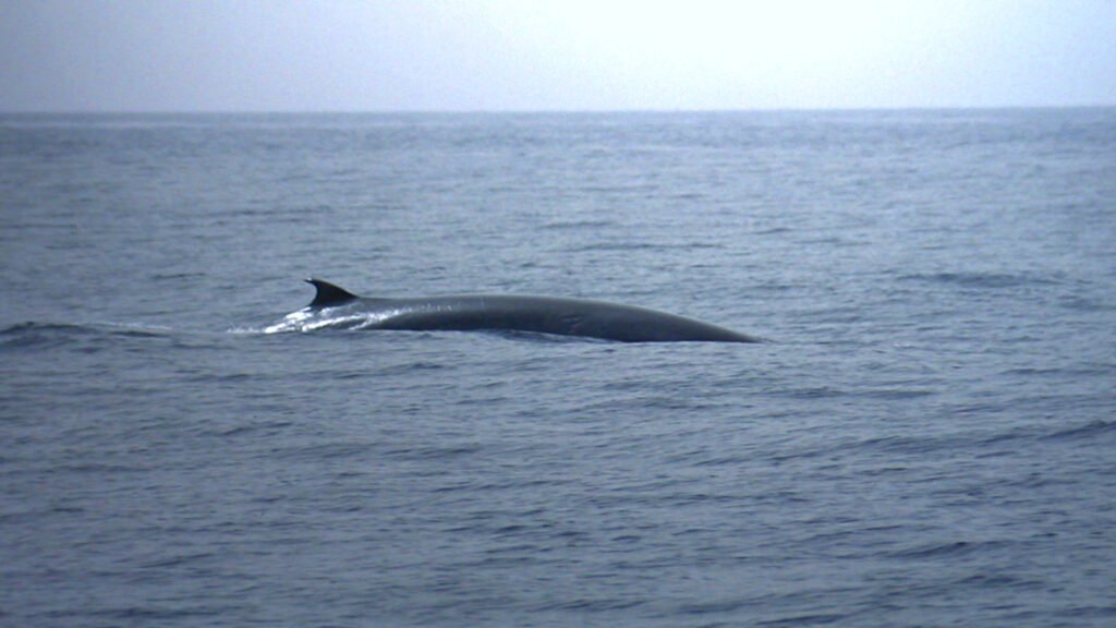 Brydewal (Balaenoptera edeni) taucht zum Lufholen an der Meeresoberfläche auf