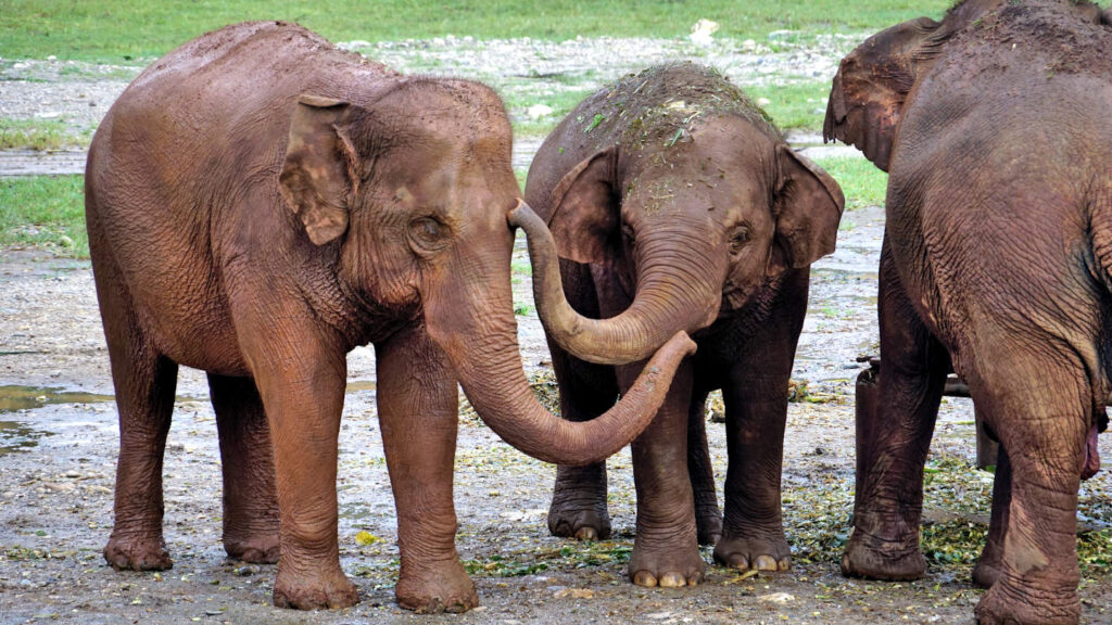 zwei Asiatische Elefanten (Elephas maximus) berühren sich gegenseitig mit ihren Rüsseln, Elephant Nature Park in Chiang Mai, Thailand