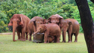 eine kleine Herde von weiblichen Asiatischer Elefanten (Elephas maximus) mit einem Jungtier im Elephant Nature Park in Chiang Mai, Thailand