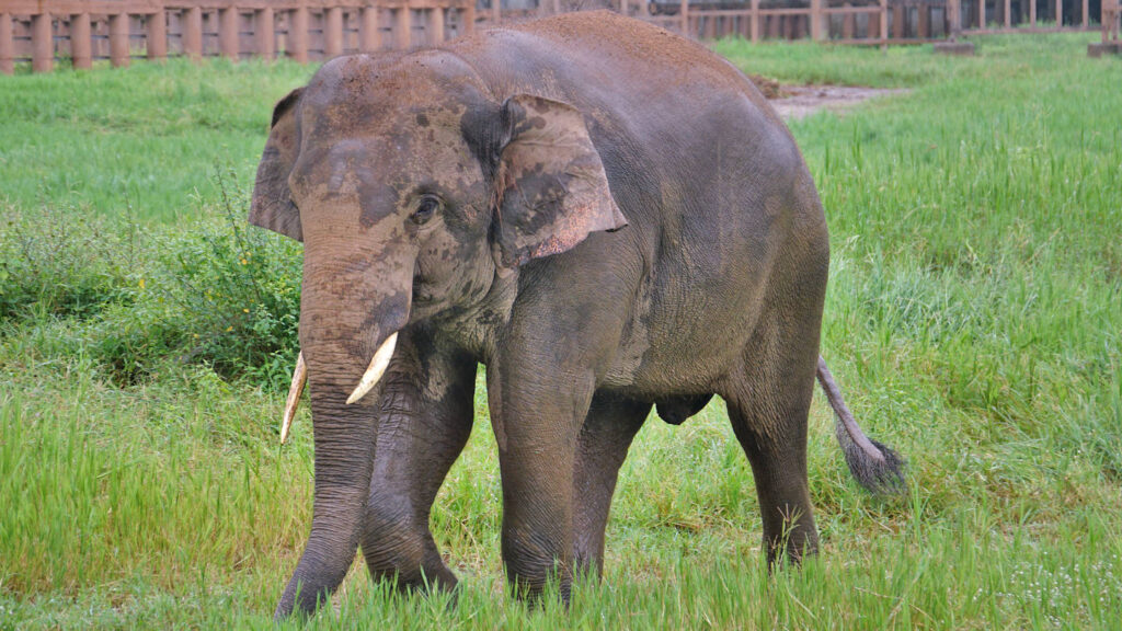 männlicher Asiatischer Elefant (Elephas maxims), Elefanten-Bulle mit Stoßzähnen in Thailand