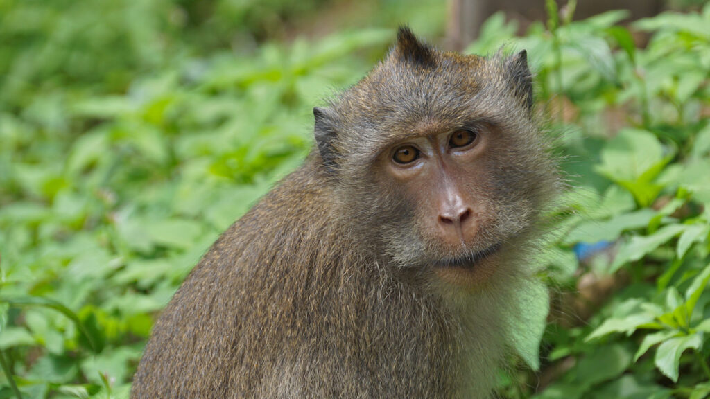 ein Javaneraffe, Langschwanzmakake, Krabbenesser (Macaca fascicularis) blickt direkt in die Kamera - Ko Chang, Thailand