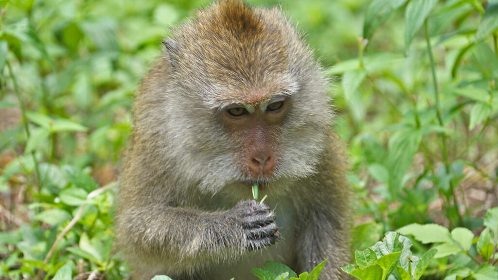 ein Javaneraffe, Langschwanzmakake, Krabbenesser (Macaca fascicularis) knabbert an einem Halm - Ko Chang, Thailand