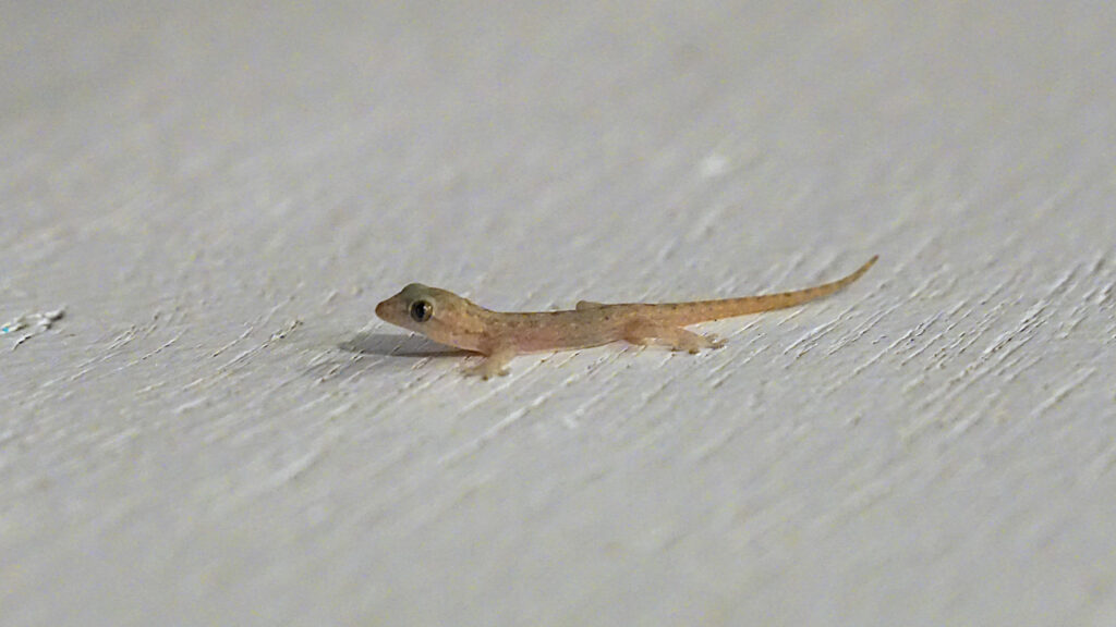 ein mini kleiner Gecko in einem Restaurant auf der Insel Ko Kood, Thailand