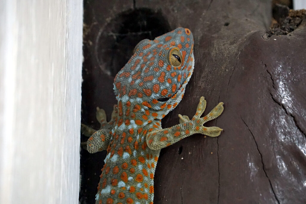 ein großer Tokeh (Gekko gecko) mit seiner blaugrauen Färbung und den rot-orangen Flecken in Ko Kood, Thailand