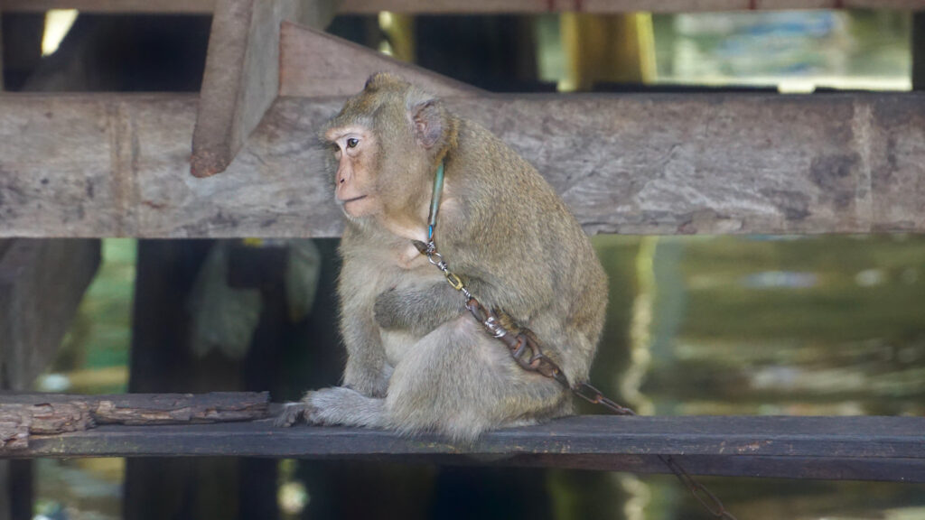 Makake, Affe an kurzer Metallkette angekettet, trauriger Blick