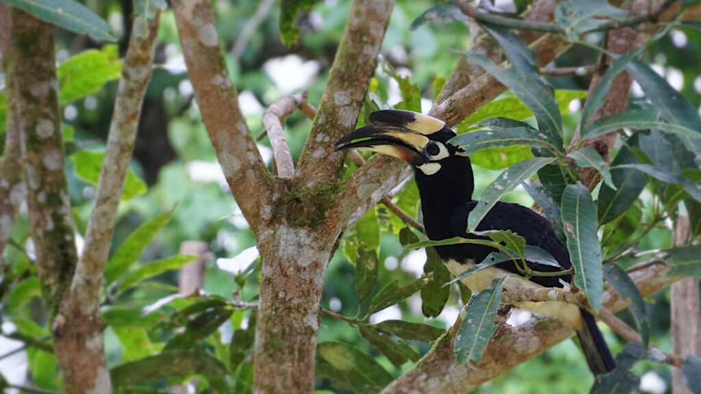 Nashornvogel, Orienthornvogel (Anthracoceros albirostris) in der Nähe des Wasserfall Huang Nam Khiao