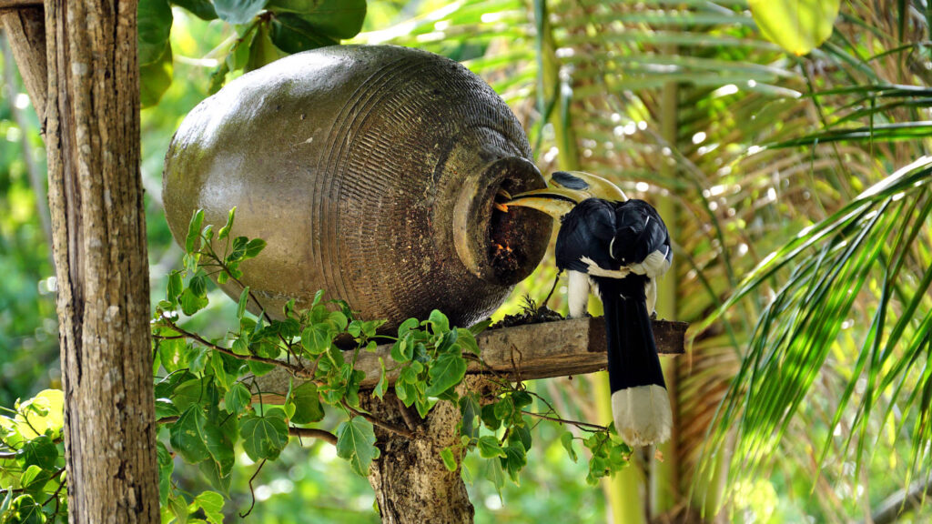 Nashornvogel Männchen füttert seine Familie, die sich in einem Tonkrug eingemauert hat, Orienthornvogel (Anthracoceros albirostris) auf der Insel Ko Phaluai, Thailand