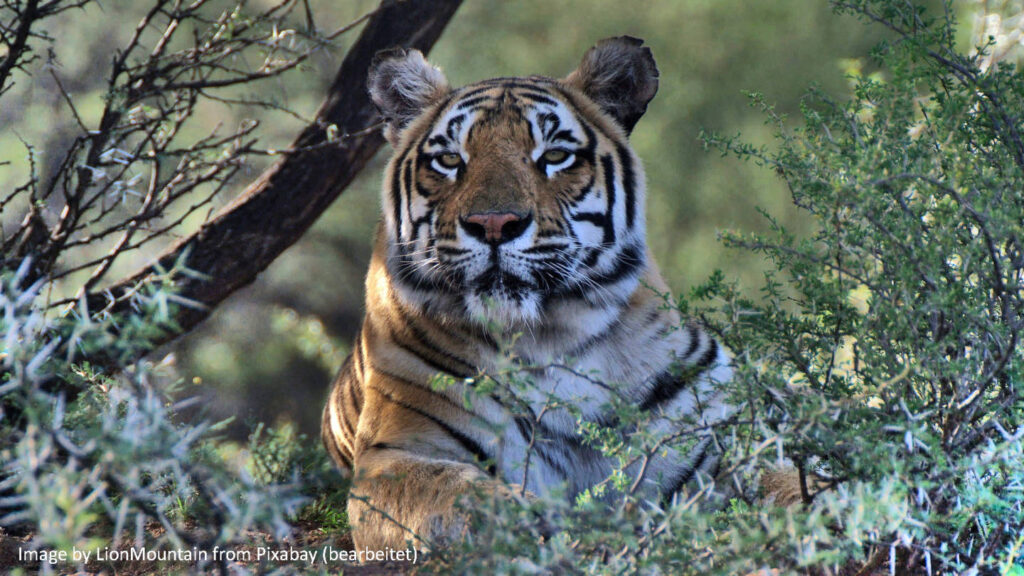 liegender Tiger (Panthera tigris)