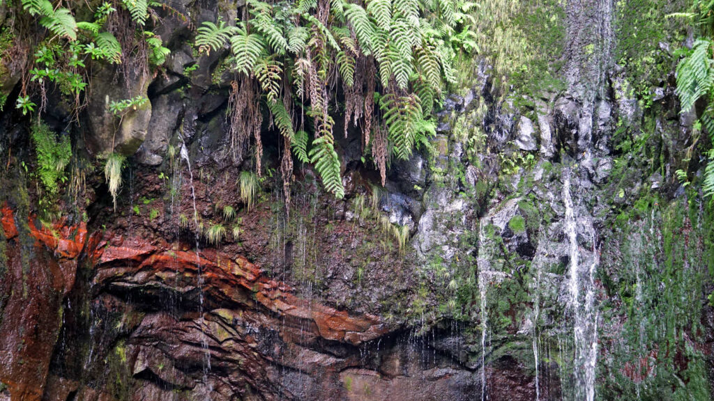 rote Felswand, die mit Moos und Farnen bewachsen ist und über die Wasser herabläuft, Ziel der Wanderung an der Levada das 25 Fontes auf der Insel Madeira