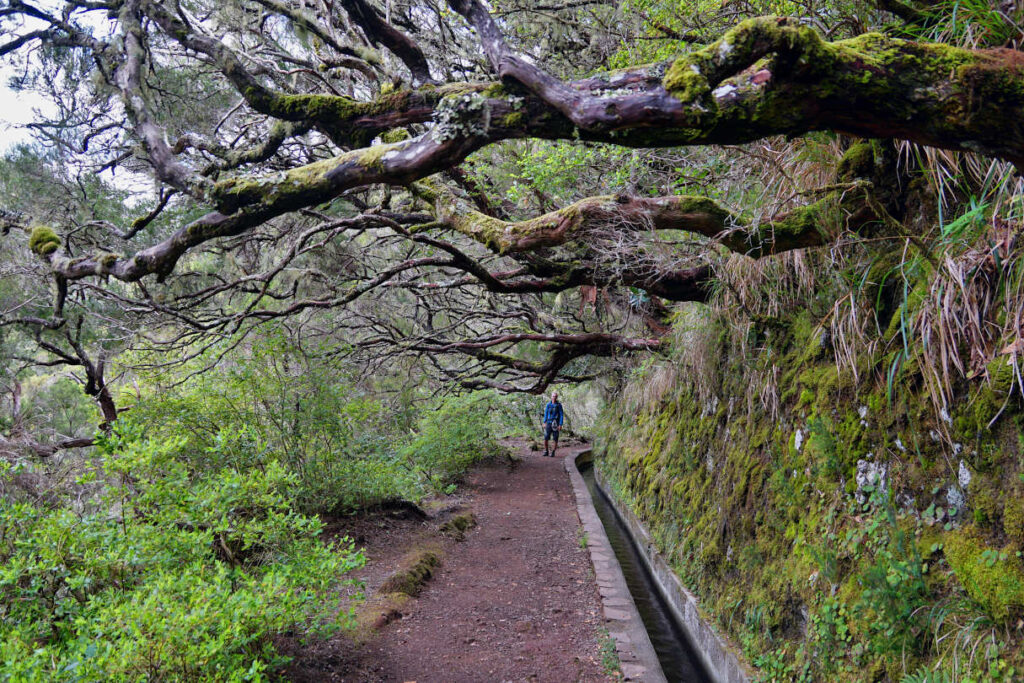 breiter Weg neben der Levada das 25 Fontes über der knorrige, mit Moos und Flechten bewachsene Lorbeerbäume wachsen, Rabaçal, Madeira