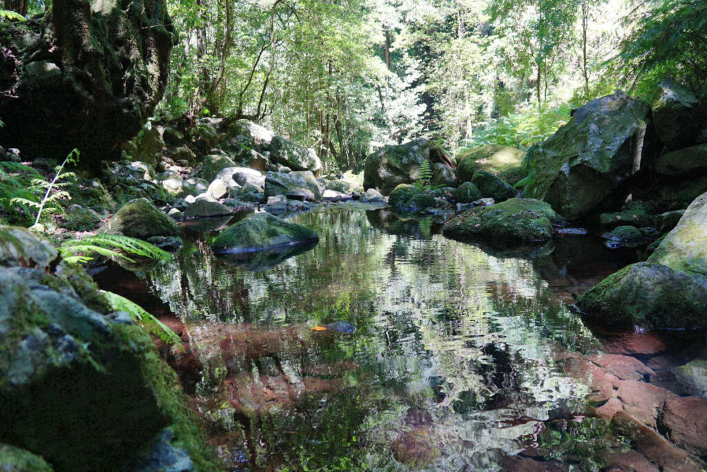 ein kleines Wasserbecken mitten in einem Lorbeerwald - Endpunkt der Wanderung Levada do Rei auf der Insel Madeira