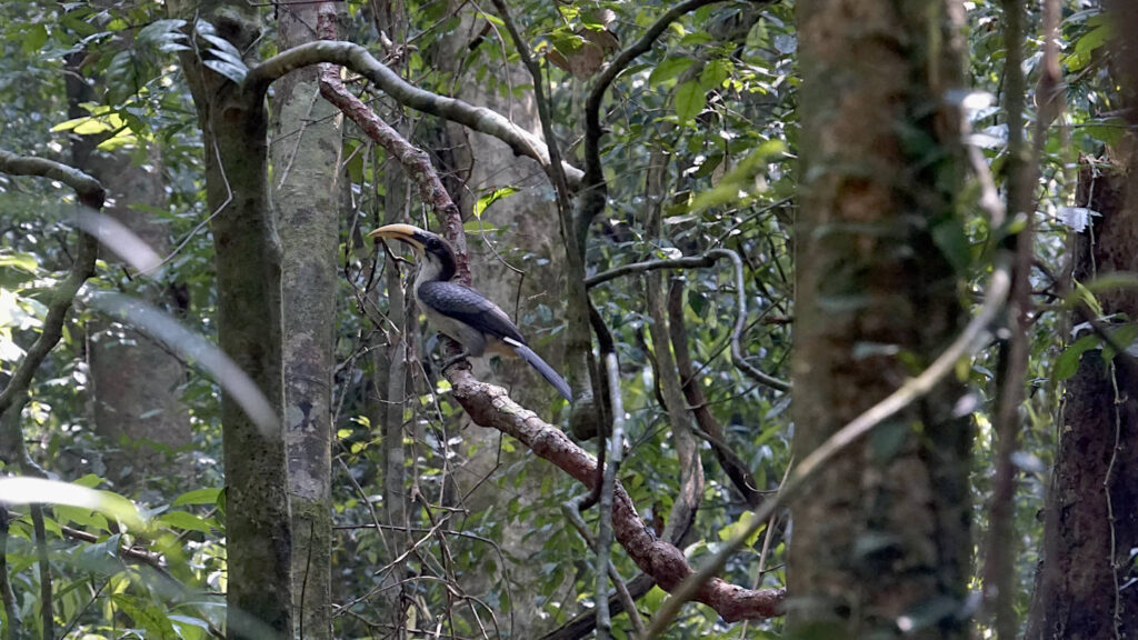 Ein Ceylon-Grautoko (Ocyceros gingalensis) sitzt unscheinbar und gut getarnt im Geäst im Sinharaja Regenwald Schutzgebiet, Sri Lanka