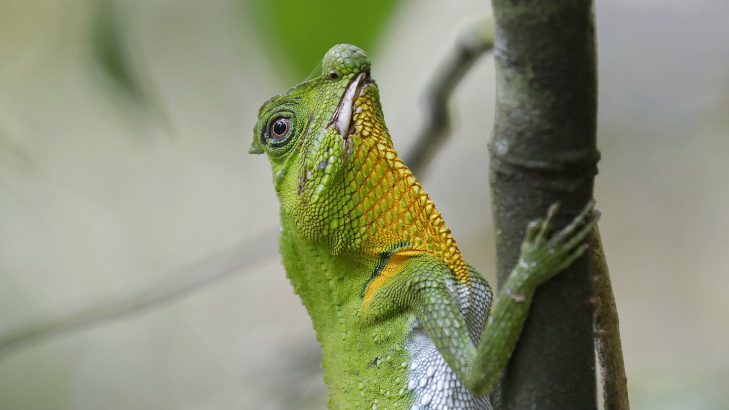 Lyrakopf-Agame Lyriocephalus scutatus