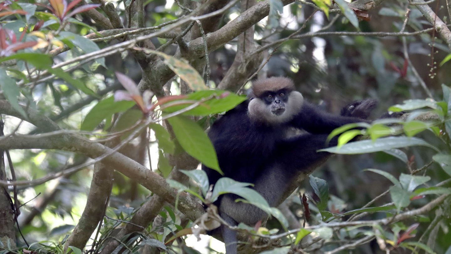 ein Affe Weißbartlangur (Semnopithecus vetulus) in den Bäumen des Sinharaja Regenwald Schutzgebiet, Sri Lanka