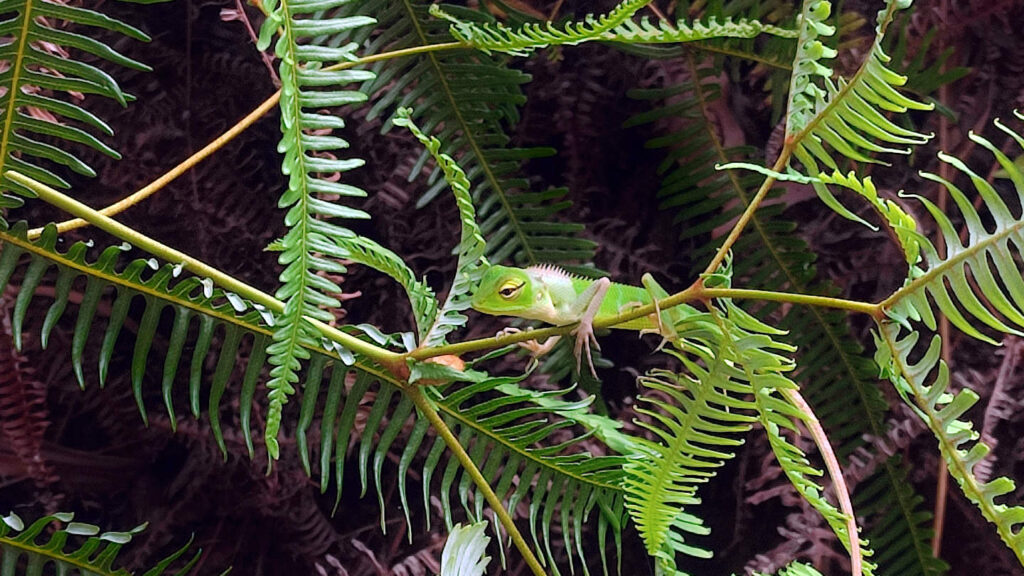 eine gut getarnt grüne Sägerückenagame (Calotes calotes) auf einem Blatt im Sinharaja Regenwald Schutzgebiet, Sri Lanka