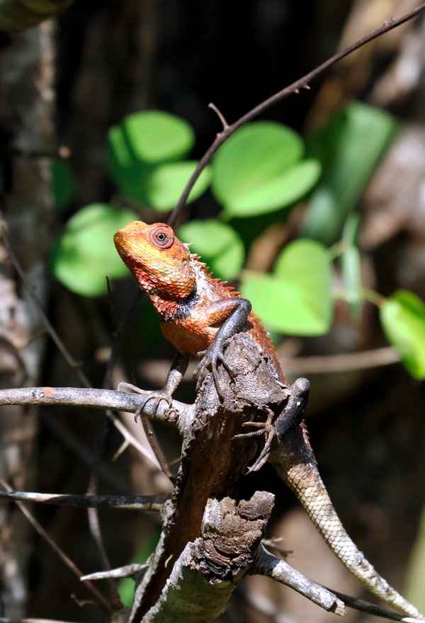 eine verschiedenfarbige Schönechse (Calotes versicolor) auf einem Ast im Hurulu Eco Park in Sigiriya, Sri Lanka