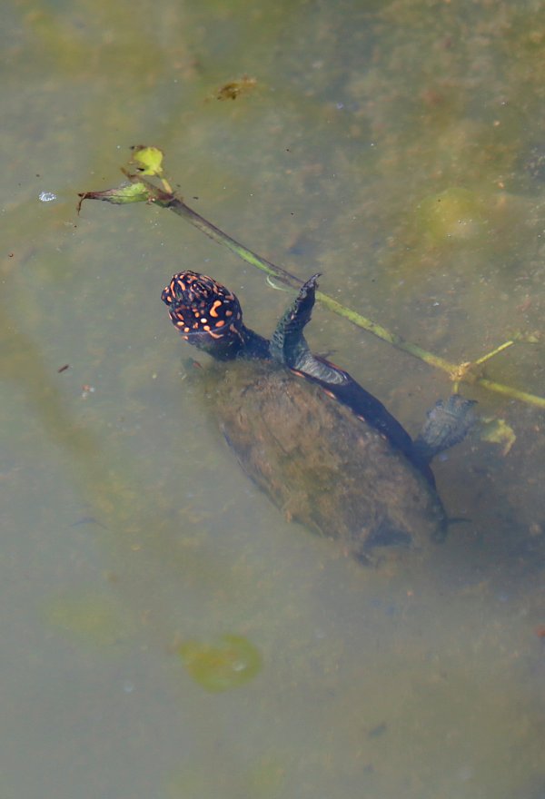 eine kleine Wasserschildkröte in einem Tümpel im Hurulu Eco Park, Sri Lanka