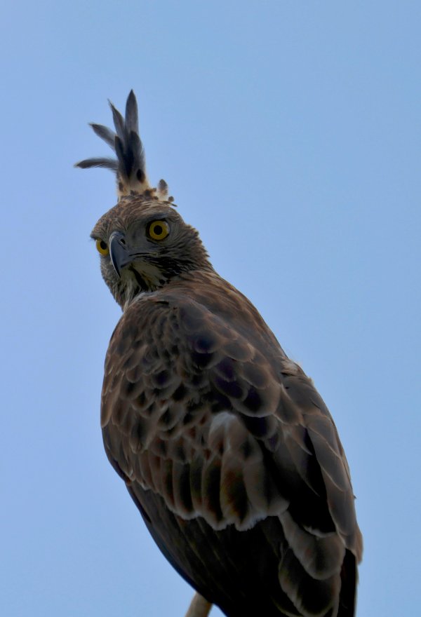 ein Haubenadler (Nisaetus cirrhatus ceylanensis) blickt neugierig von oben herab in die Kamera, im Hurulu Eco Park, Sri Lanka