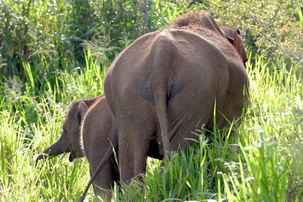 Hinterteil eines erwachsenen asiatischen Elefanten mit seinem Jungtier im hohen Gras im Hurulu Eco Park bei Sigiriya, Sri Lanka